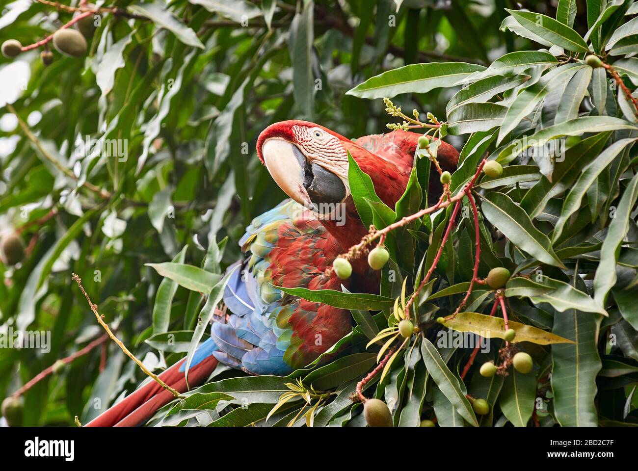 Macaw rosso-blu-e-verde, Ara chloroptera Psittacidae, CANAIMA, Venezuela, Sud America, America Foto Stock