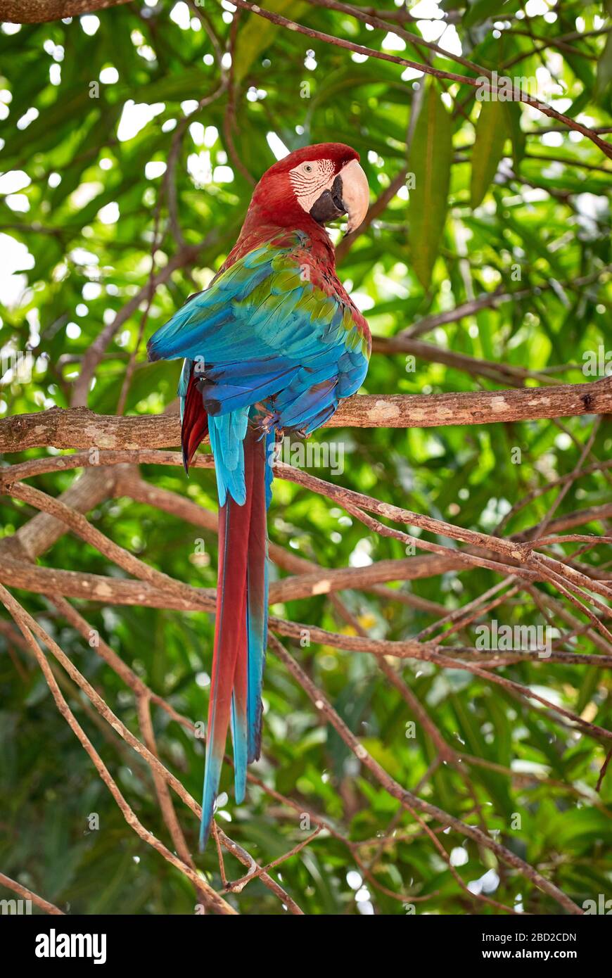 Macaw rosso-blu-e-verde, Ara chloroptera Psittacidae, CANAIMA, Venezuela, Sud America, America Foto Stock