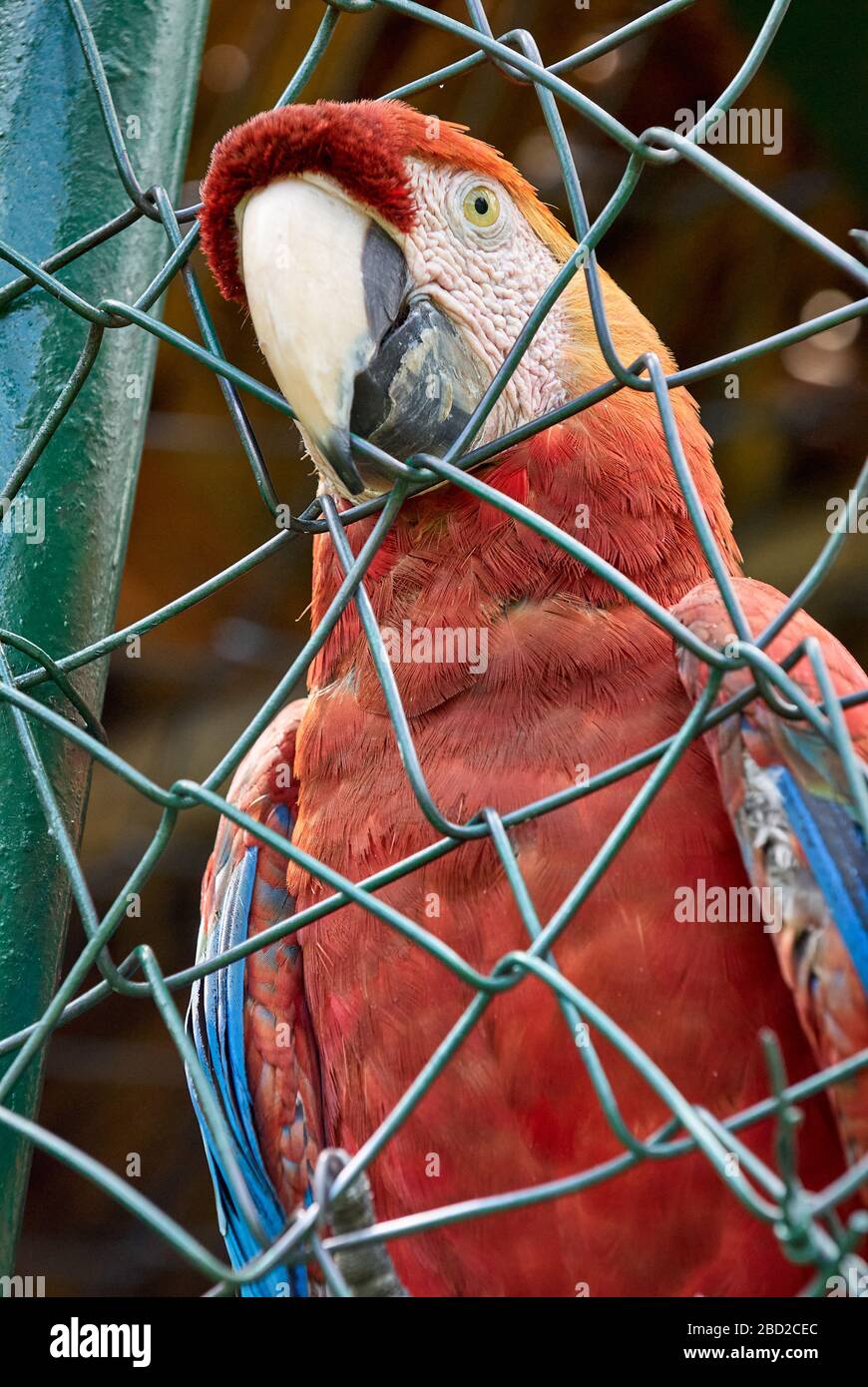 Macaw scarlatto in gabbia, crudeltà animale, ARA MACAO, CANAIMA, Venezuela, Sud America, America Foto Stock