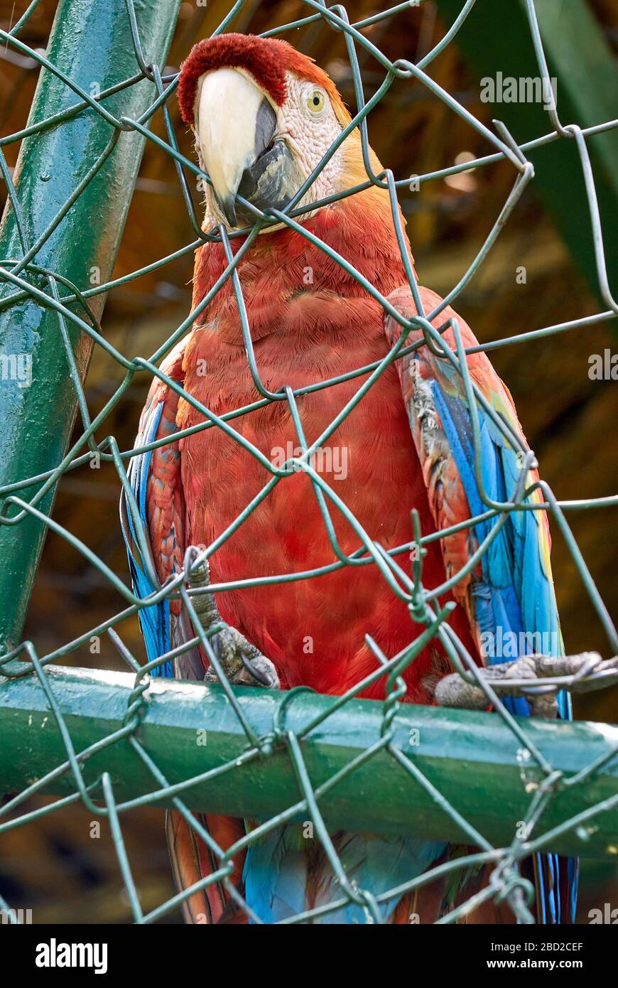 Macaw scarlatto in gabbia, crudeltà animale, ARA MACAO, CANAIMA, Venezuela, Sud America, America Foto Stock