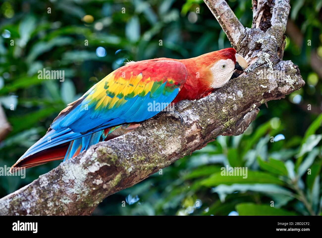 Macaw scarlatto, ARA MACAO, CANAIMA, Venezuela, Sud America, America Foto Stock