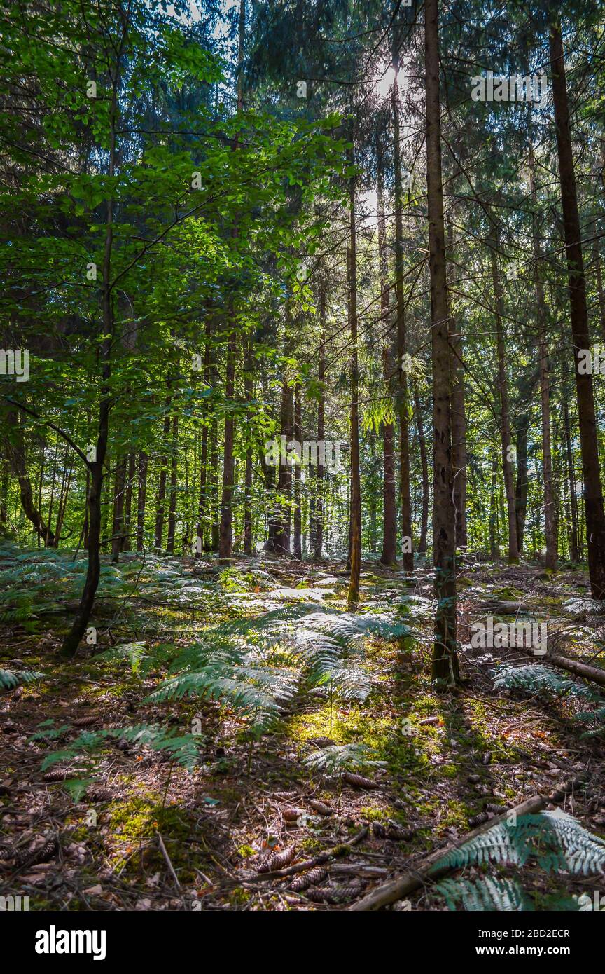 Strana forma alberi nella foresta, Corrèze, Francia. Foto Stock