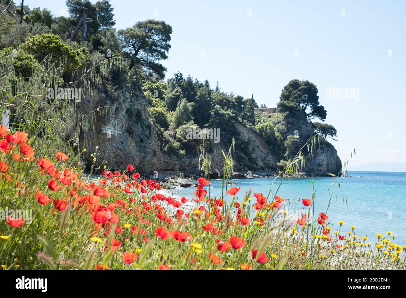 Papaveri sulla spiaggia di Megalos Mourtias sull'isola di Alonissos, nelle Sporadi del Nord della Grecia Foto Stock