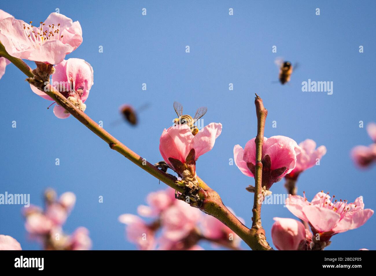miele ape raccolta nettare da fiore con polline in primavera, macro Foto Stock