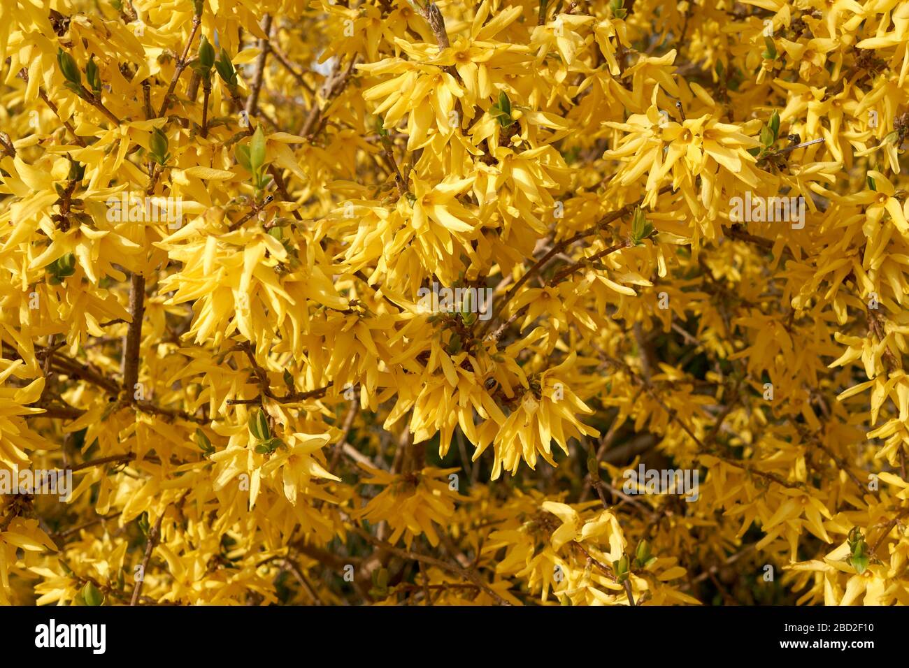 Primo piano di fioritura gialla Forsythia x intermedia o confine arbusto Forsythia a Vancouver, BC, Canada Foto Stock