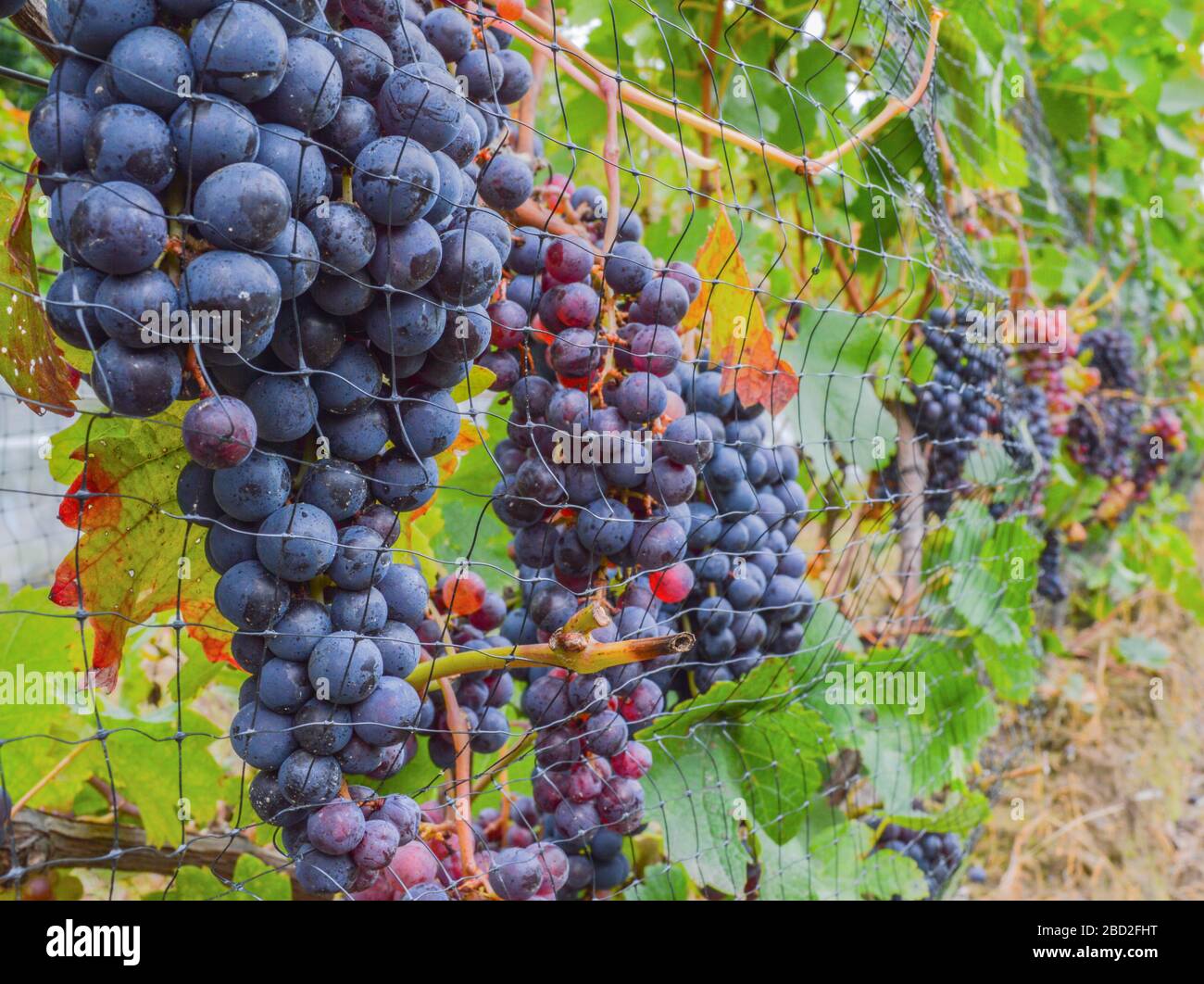 Immagine di una fila di uve fresche sulla vite Foto Stock