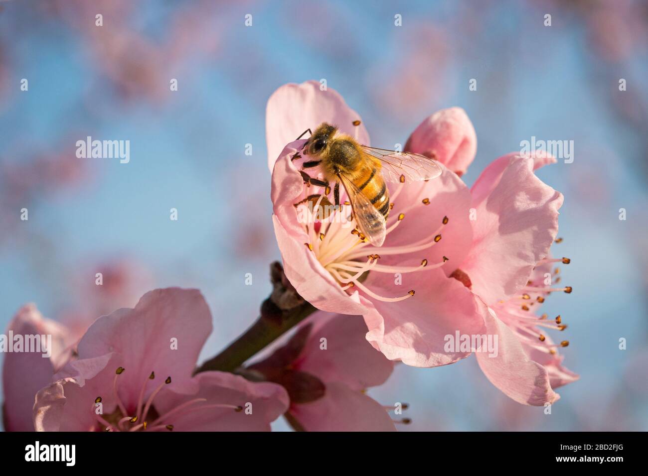 miele ape raccolta nettare da fiore con polline in primavera, macro Foto Stock