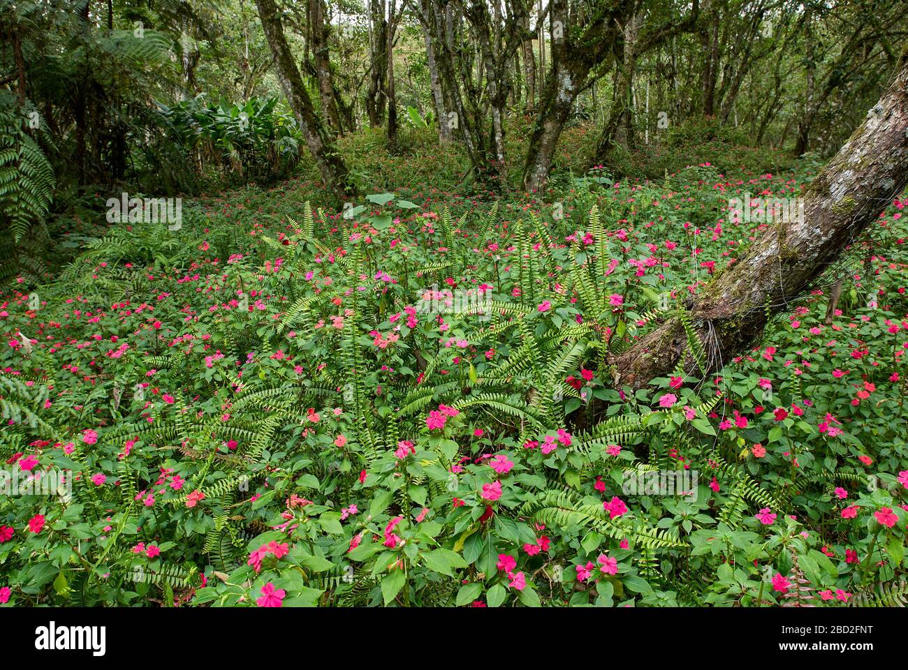Tappeto di fiori da LISSY OCCUPATO nella giungla, Impatiens walleriana, Merida, Venezuela, Sud America, America Foto Stock