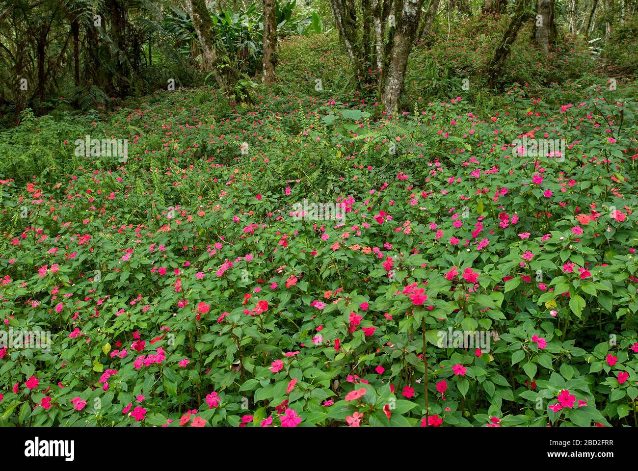 Tappeto di fiori da LISSY OCCUPATO nella giungla, Impatiens walleriana, Merida, Venezuela, Sud America, America Foto Stock