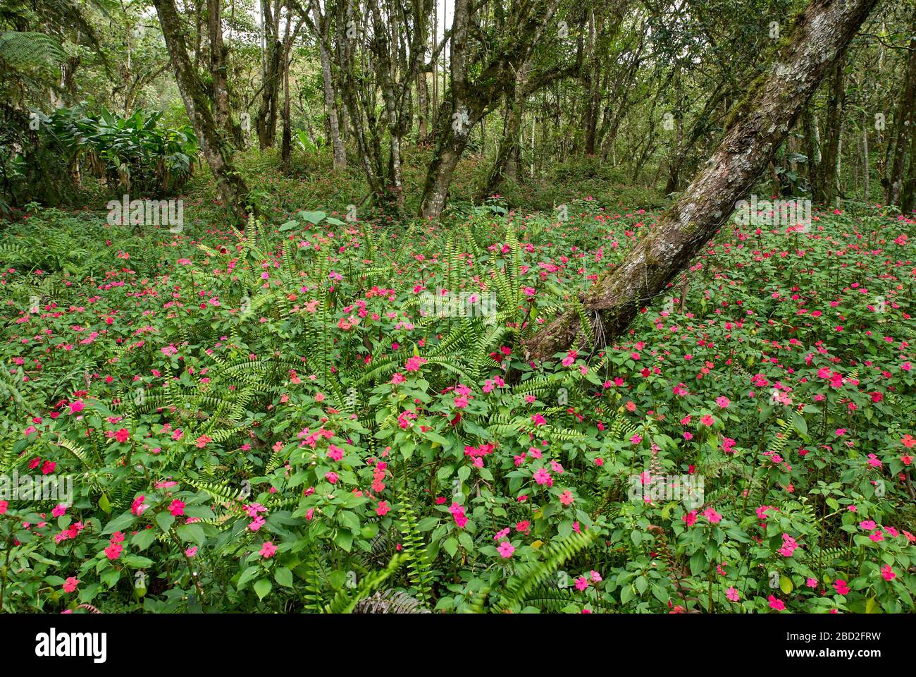 Tappeto di fiori da LISSY OCCUPATO nella giungla, Impatiens walleriana, Merida, Venezuela, Sud America, America Foto Stock