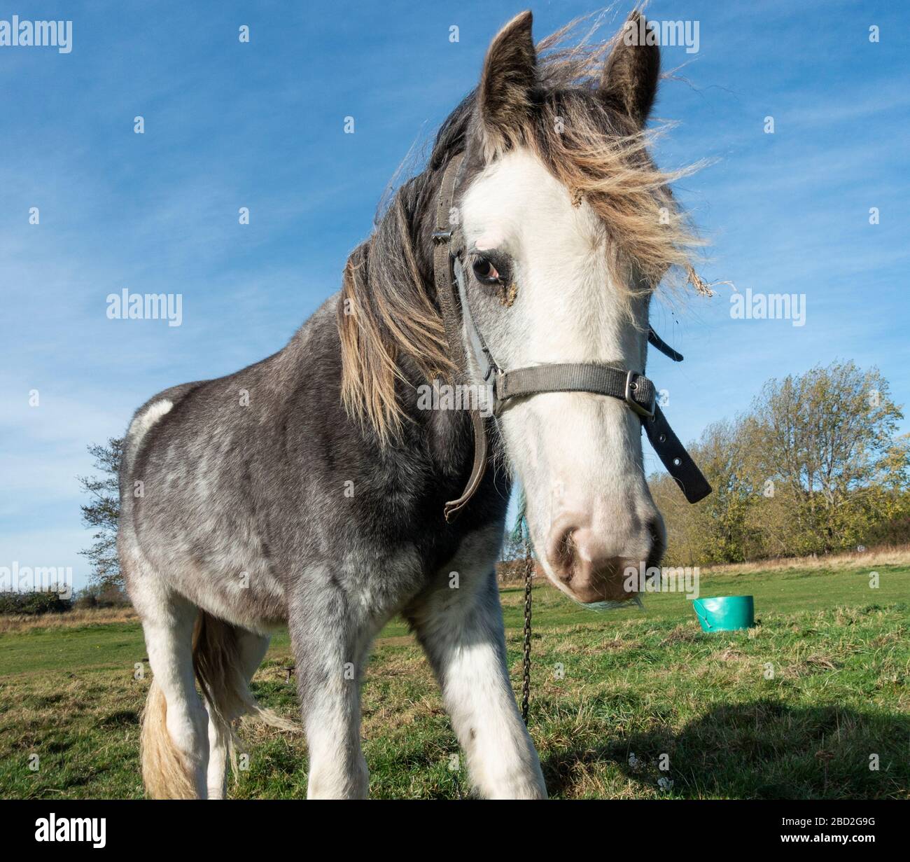 Cavallo che pascola su terra comune. REGNO UNITO Foto Stock