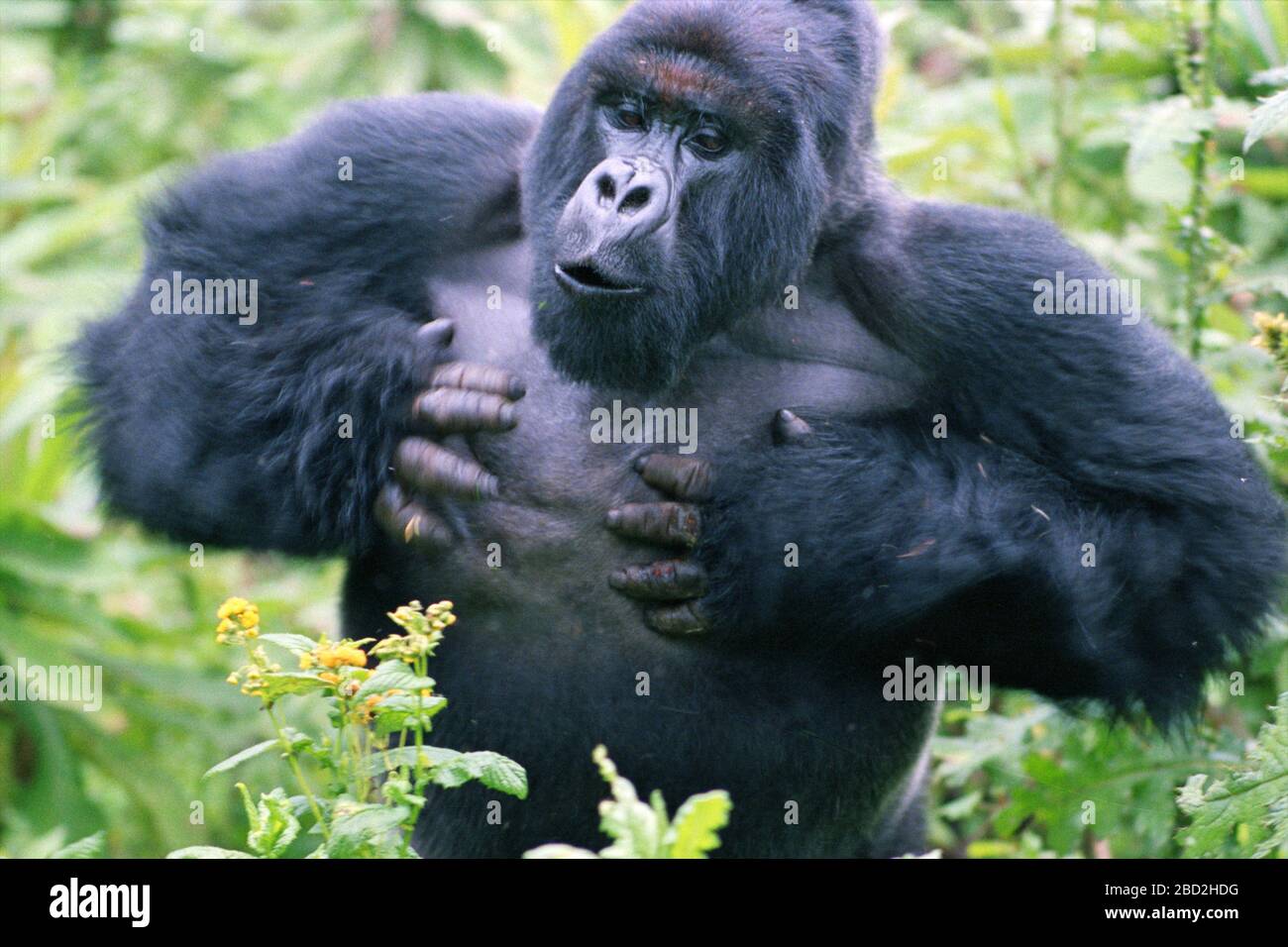 Gorilla montagna (Gorilla gorilla beringei) argentata maschio petto battente, Parco Nazionale Vulcani, Rwanda. Foto Stock