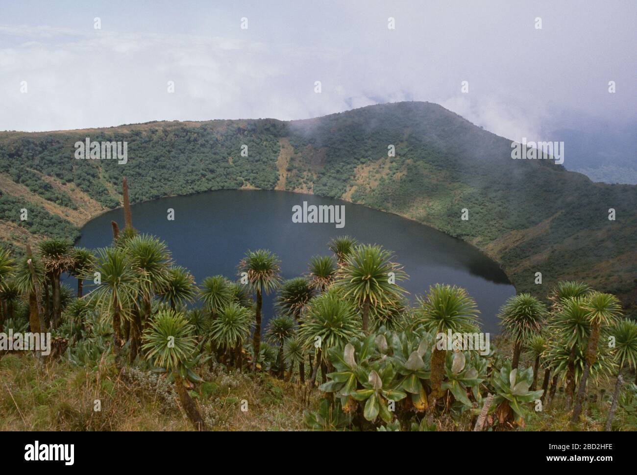 Lago cratere con lobelia gigante in primo piano, Monte Bisoke/Visoke, Parco Nazionale dei Vulcani, Rwanda. Foto Stock