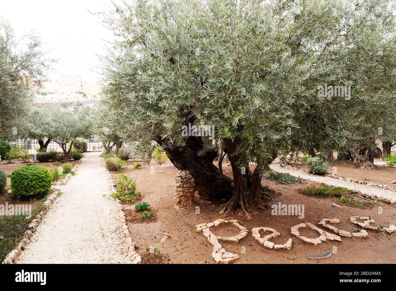 Ulivo al Giardino del Getsemani a Gerusalemme, Israele. Foto Stock