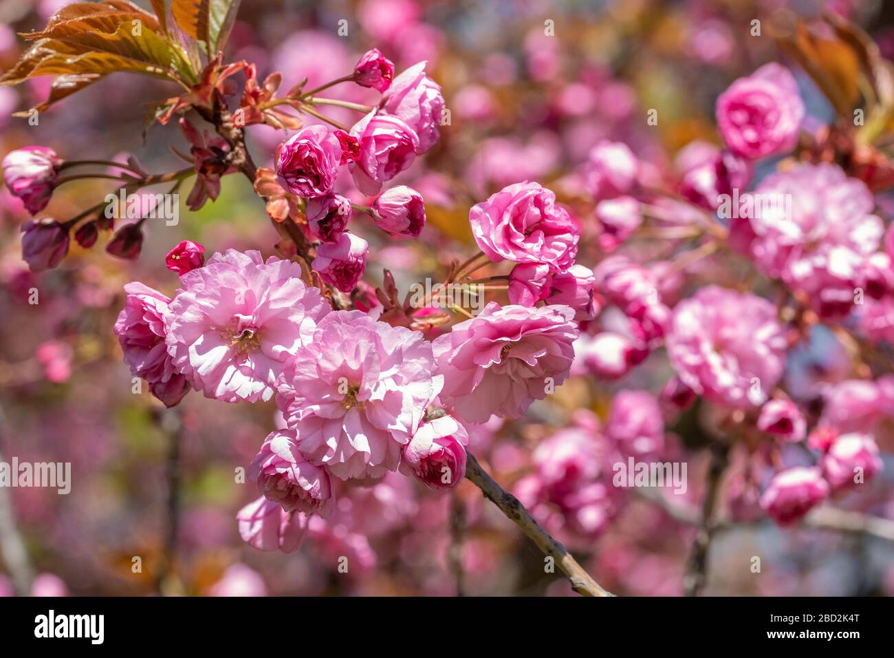 Rosa luminoso di fiori di ciliegio fiori. Foto Stock