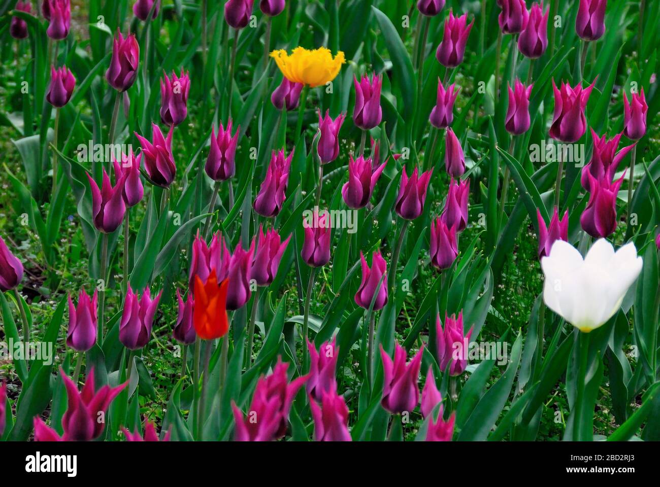 Padova, Italia. Tulipani nei aiuole dei giardini pubblici. Foto Stock