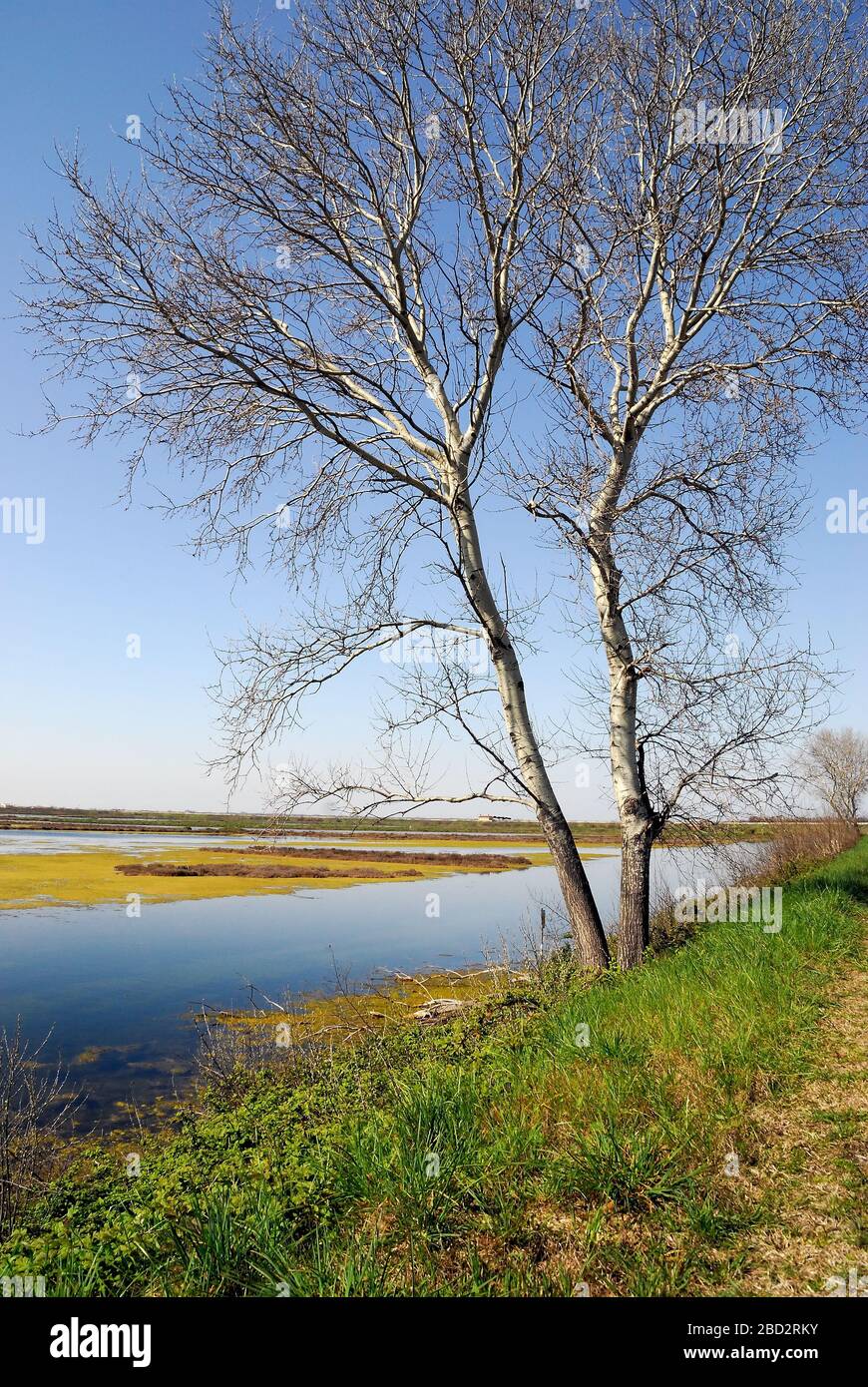 Delta del Po, Valle pozzatini, barene sulla laguna costiera in primavera. Foto Stock