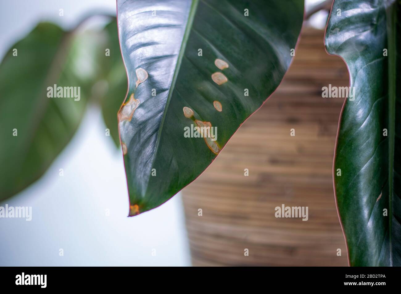 Macchie ingiallenti su foglie su pianta di casa. Pianta della casa malata. Disidratazione pianta dando troppo poca acqua. Foto Stock