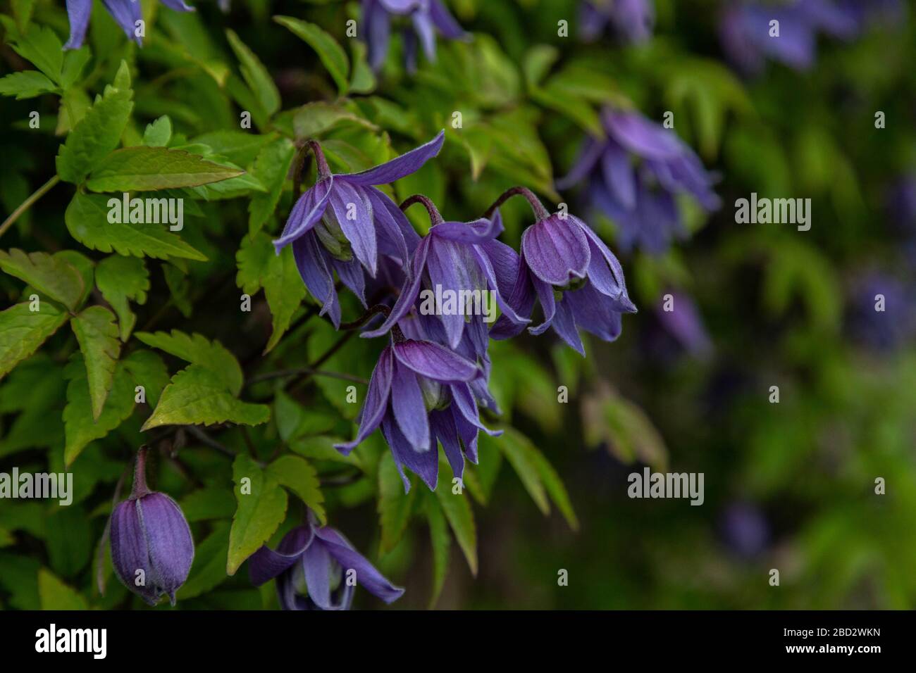 Viola primavera fioritura Clematis Alpina. Foto Stock