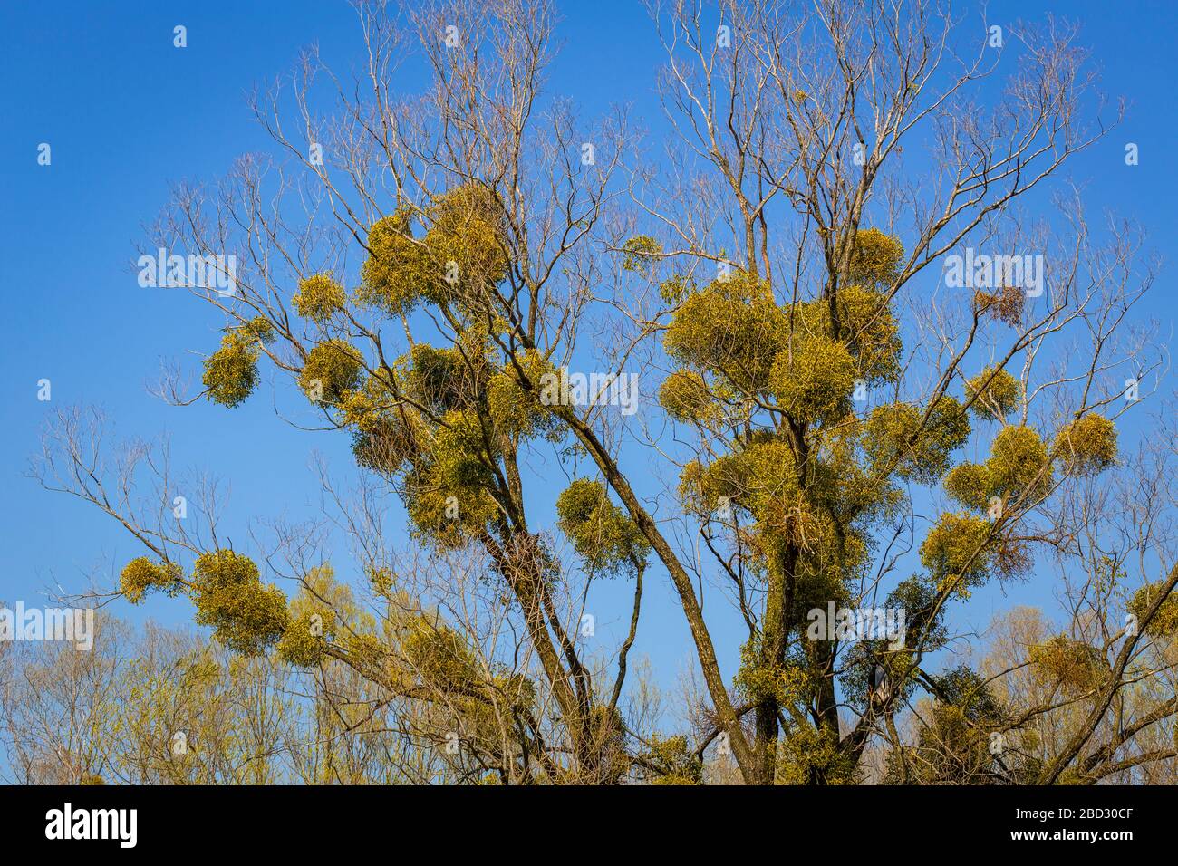 Gustato sugli alberi in un'area ricreativa locale sul lago di costanza Foto Stock