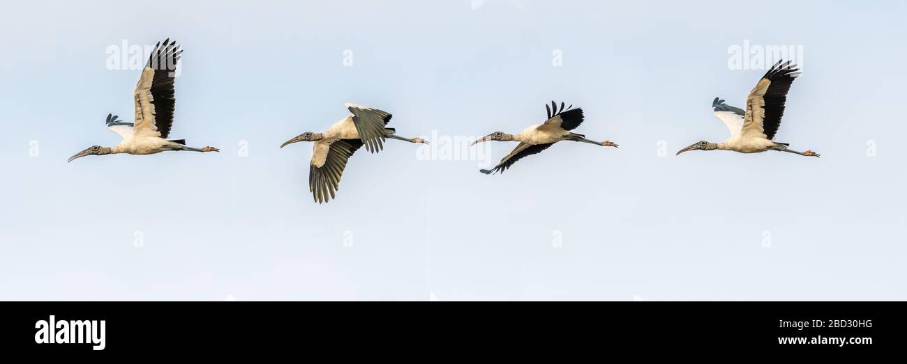 Composto di quattro foto di una Wood Stork (Mycteria americana) che sorvola Merritt Island National Wildlife Refuge, Florida, USA. Foto Stock