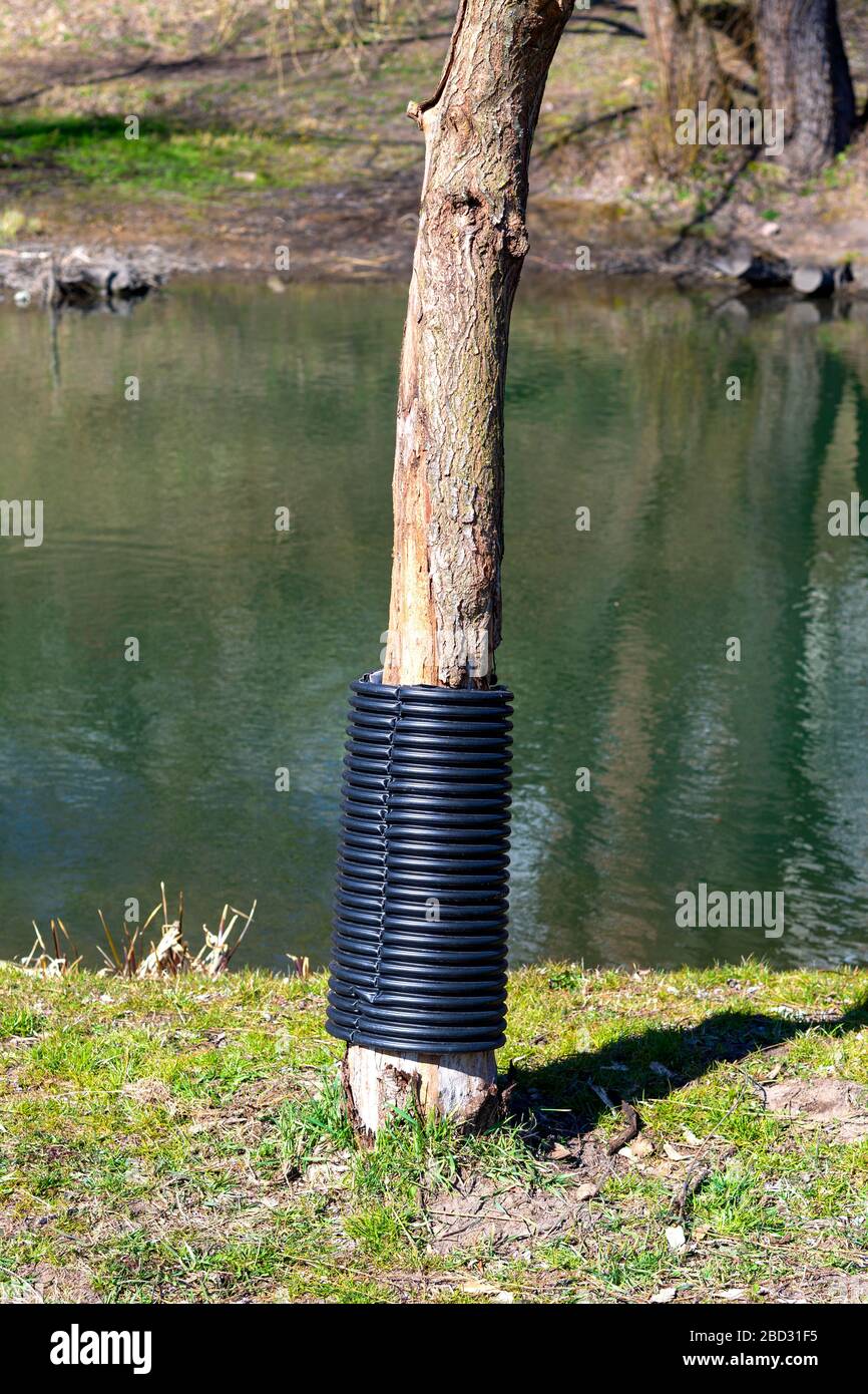 Recinzione di plastica così che i castori non masticano su alberi maturi. I lumberjacks esperti non possono ottenere i loro denti su di loro Foto Stock