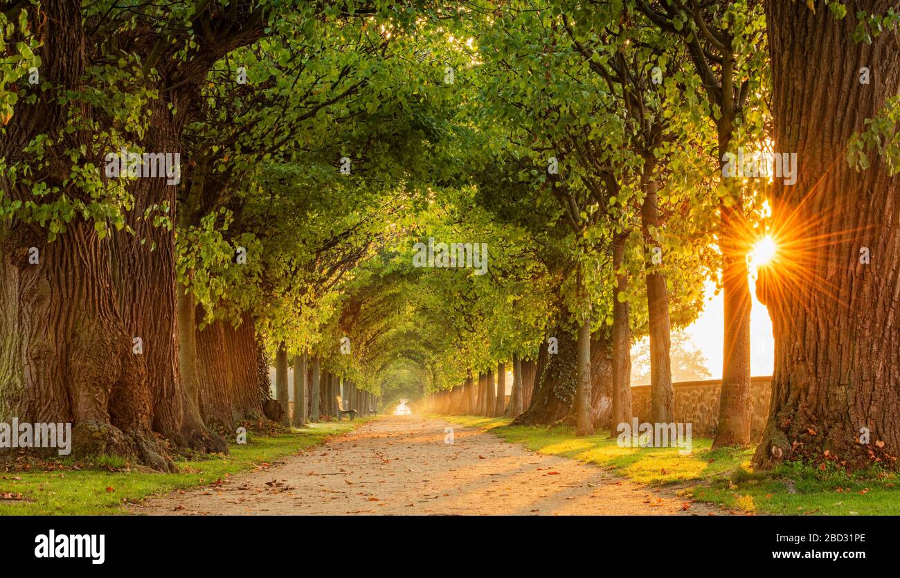 Il sole splende attraverso il viale linden, simile a tunnel, il parco del Castello di Hundisburg, Haldensleben, Sassonia-Anhalt, Germania Foto Stock