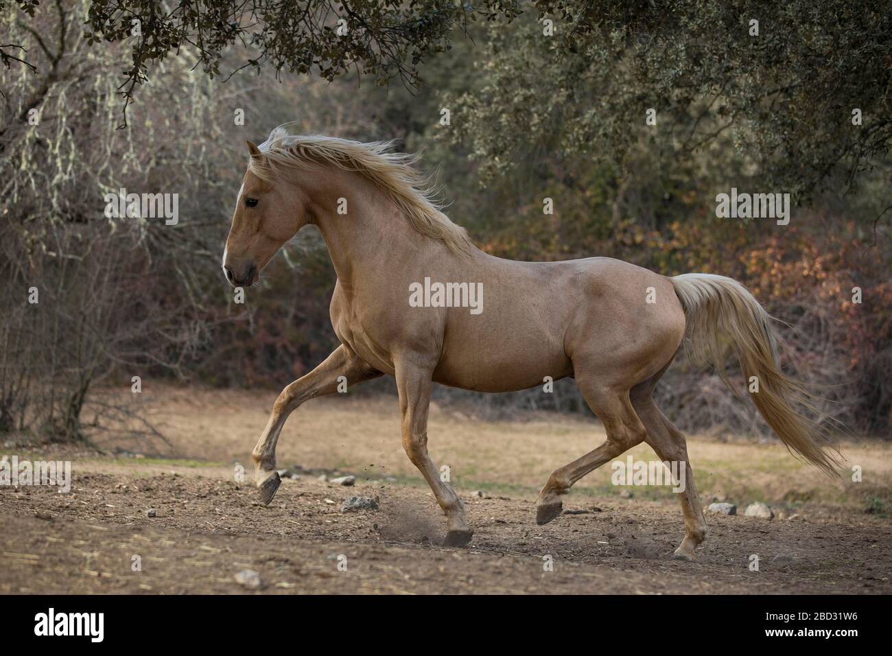 Spagnolo Palomino Stallion in movimento, Andalusia, Spagna Foto Stock