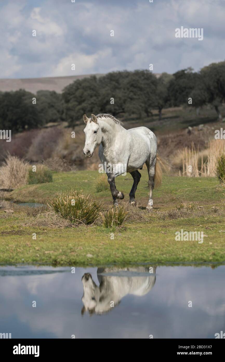 Cavallo andaluso, grigio, gelando al trotto nel paesaggio, riflessione d'acqua, Andalusia, Spagna Foto Stock