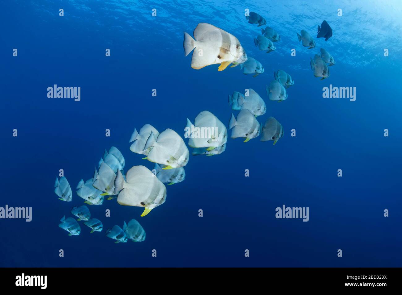 Pesce di mare Longfin (Platax teira), Mar Rosso, Sharm el Sheikh, Penisola del Sinai, Egitto Foto Stock