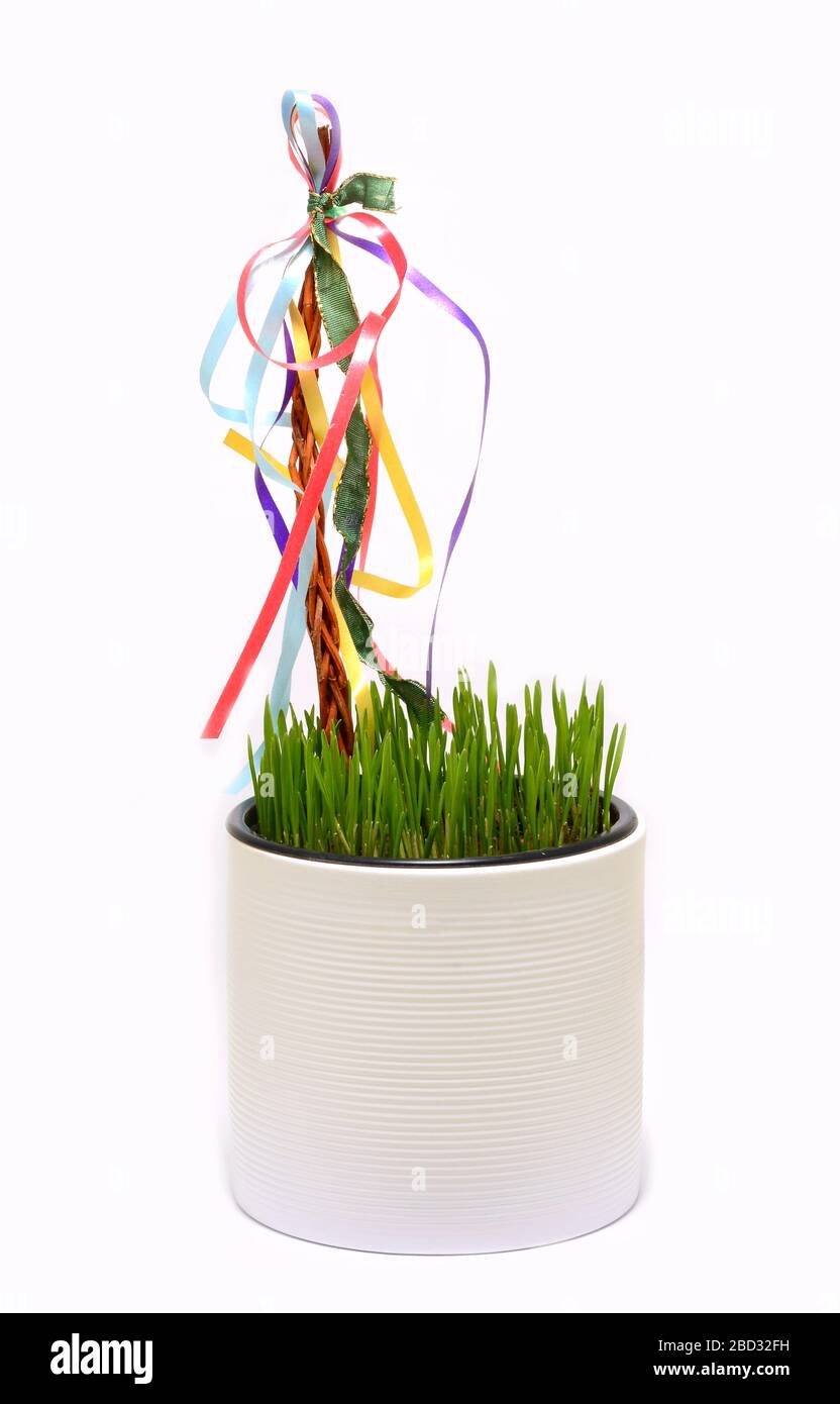 Erba di grano fresco coltivata in vaso con frusta decorata con nastri multicolore. Decorazioni tradizionali di primavera Pasqua. Foto Stock