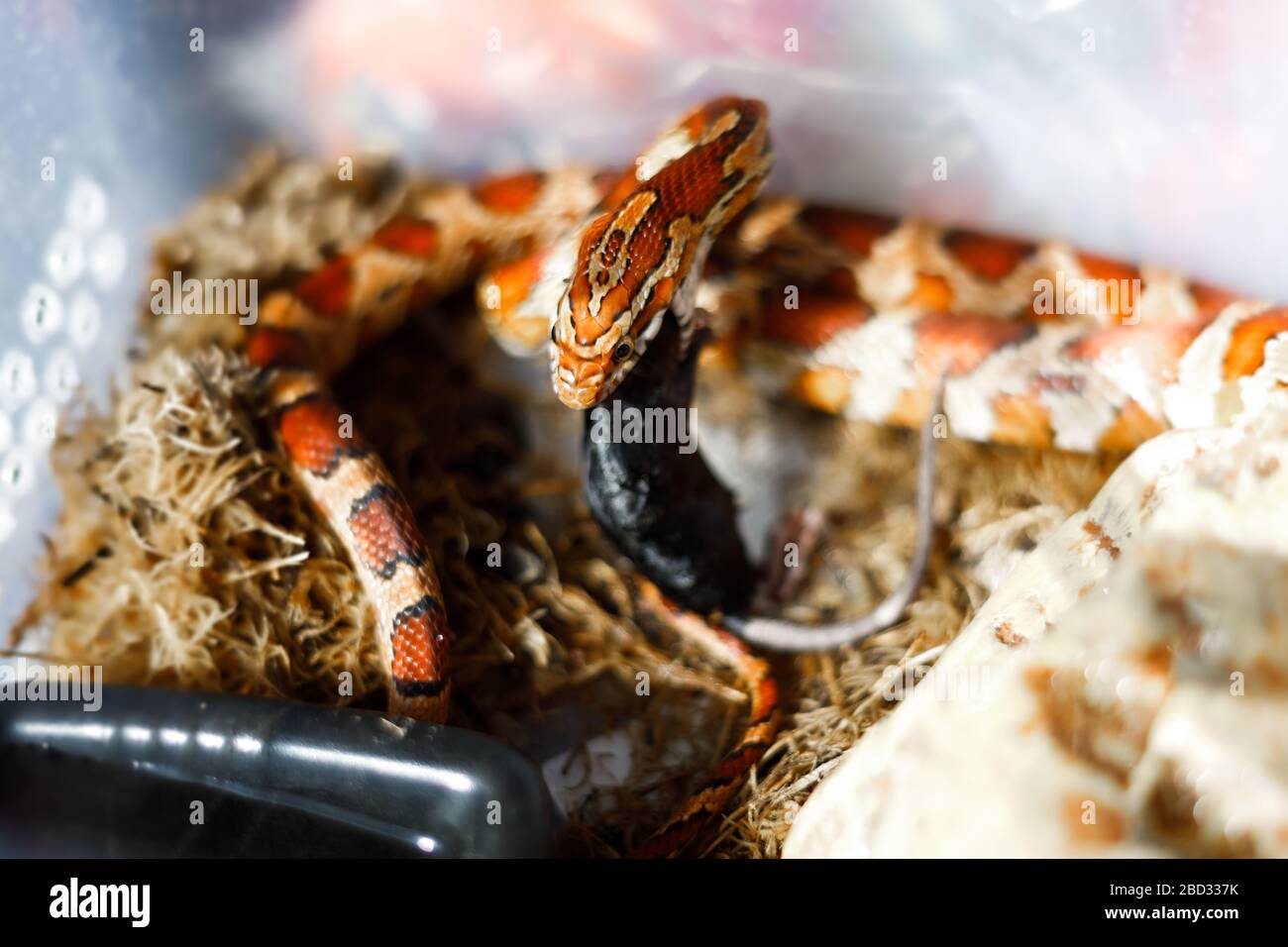 Serpente di mais mangiare un topo morto del bambino Foto Stock