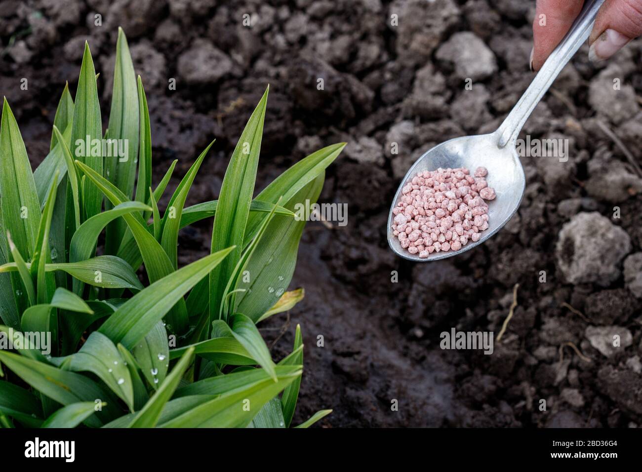 Mano maschile che dà fertilizzante vegetale urea a terra Foto Stock
