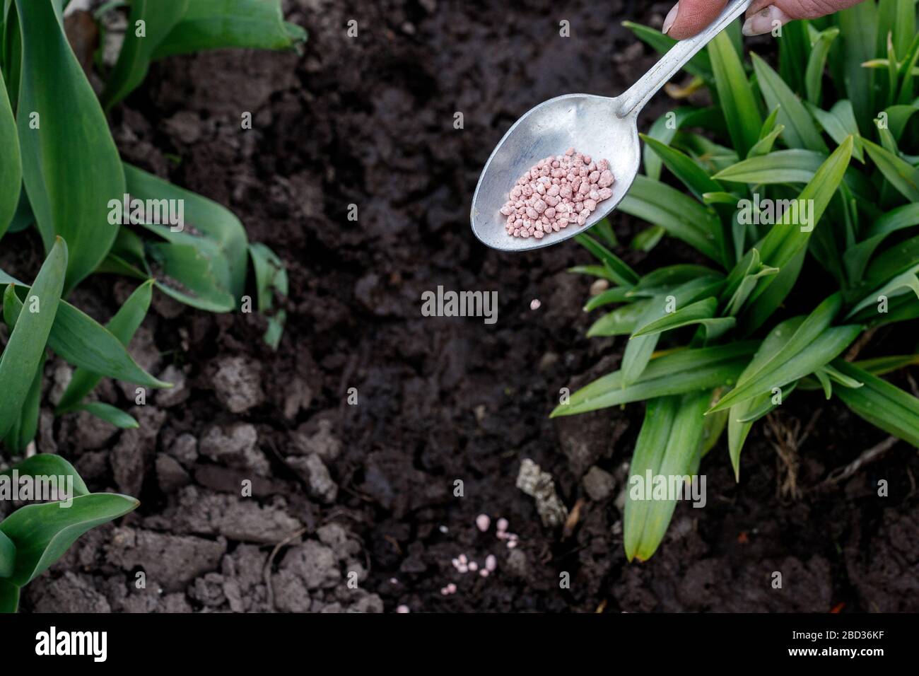Mano maschile che dà fertilizzante vegetale urea a terra Foto Stock