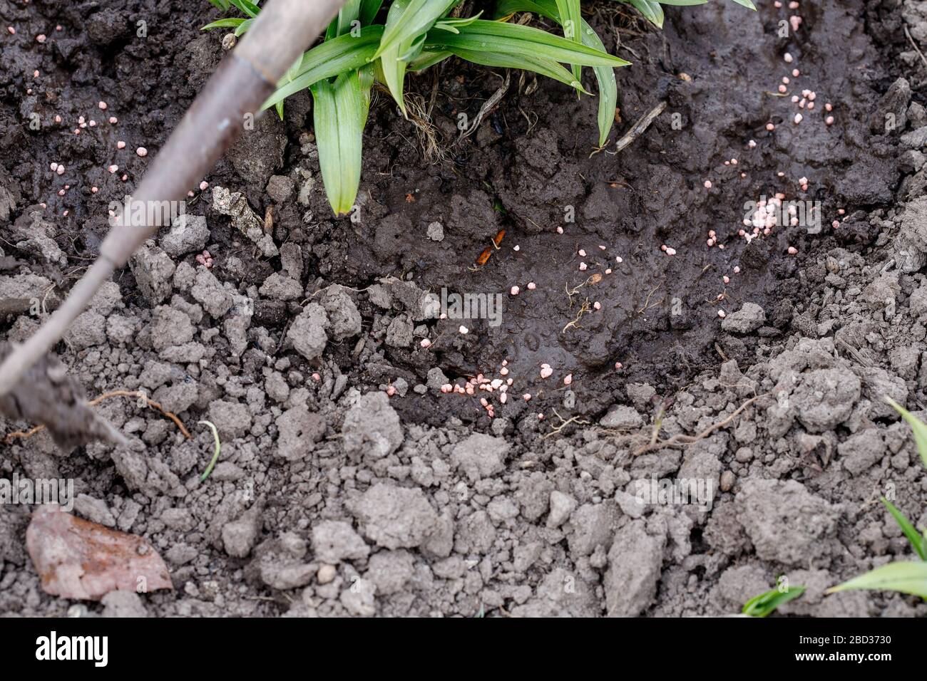 Mano maschile che dà fertilizzante vegetale urea a terra Foto Stock