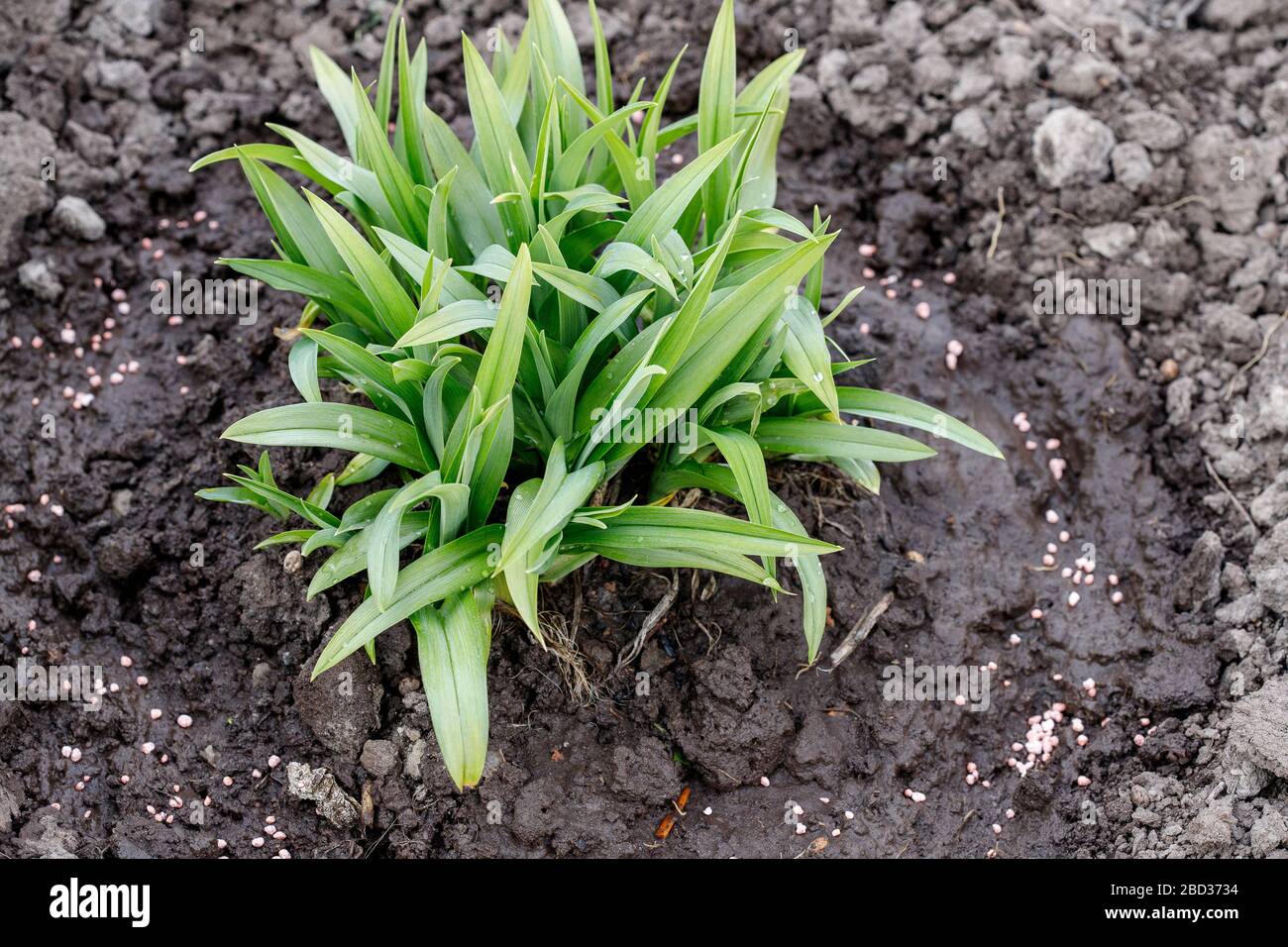 Mano maschile che dà fertilizzante vegetale urea a terra Foto Stock