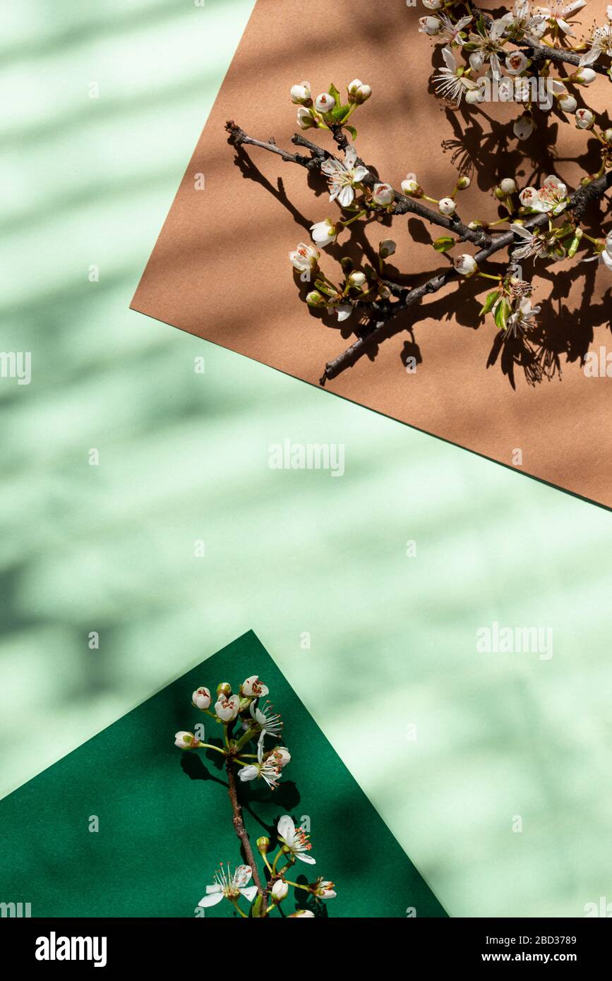 Ombra di albero attraverso i ciechi Foto Stock