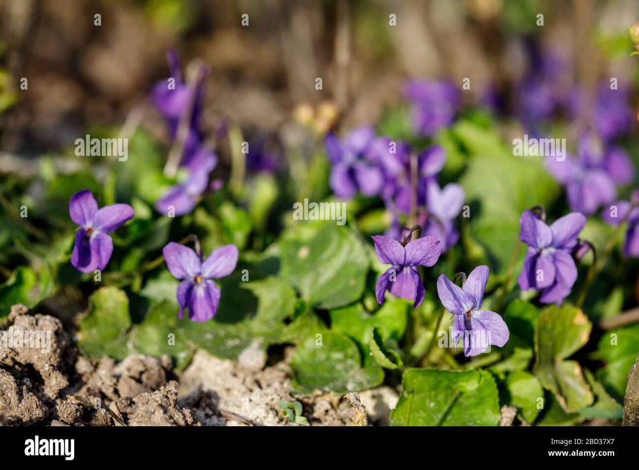 Violetti blu nella foresta Viola odorata, fiori viola legno, viola dolce. Foto Stock
