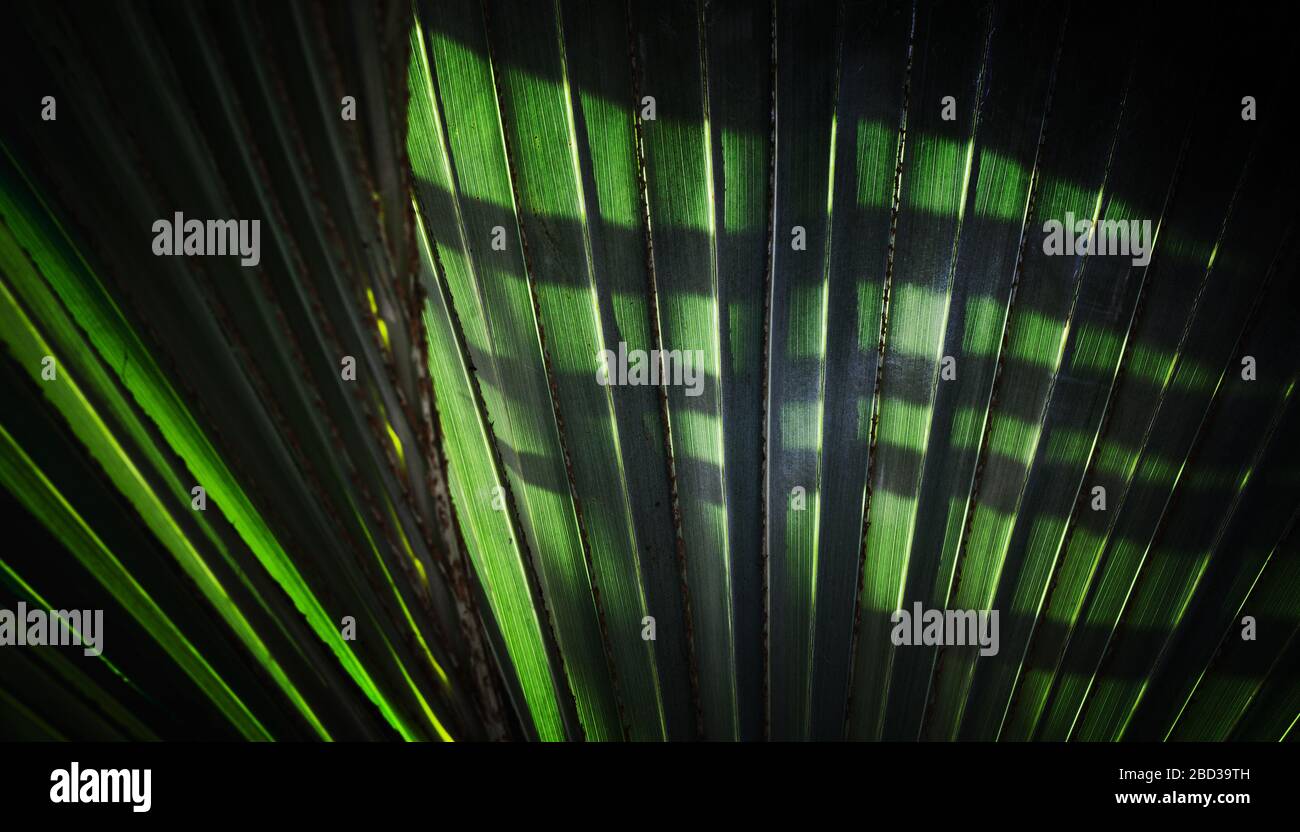 Verde profondo naturale disegno tropicale di ombre su foglie di palma, foto macro con retroilluminazione Foto Stock
