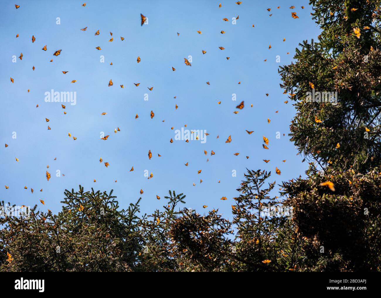 Cielo pieno di farfalle monarca nel Santuario del Rosario di Michoacan, Messico. Foto Stock