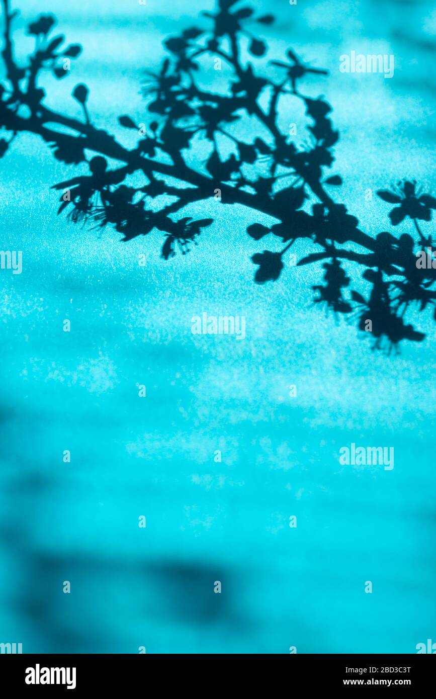 Ombra di albero attraverso i ciechi Foto Stock