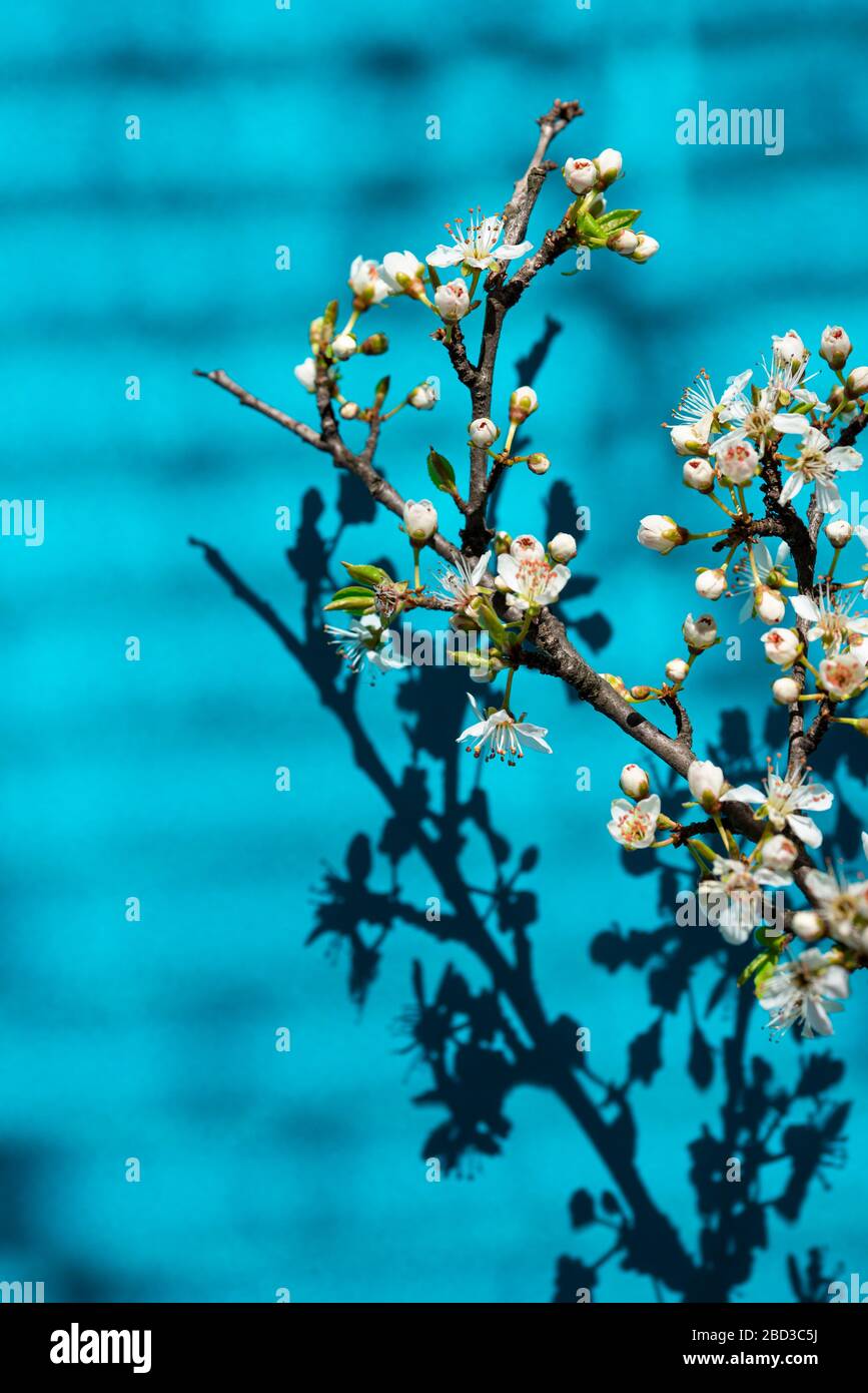 Ombra di albero attraverso i ciechi Foto Stock