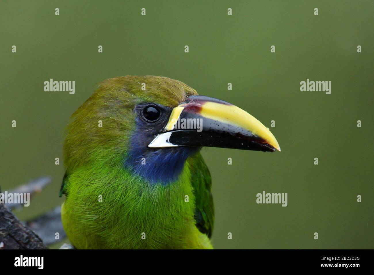 Northern Emerald-Toucanet nella foresta nuvolosa del Costa Rica Foto Stock