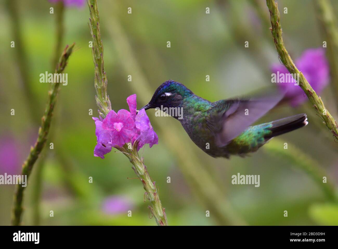 Hummingbird con testa viola mangia in fiori di Vervain Foto Stock