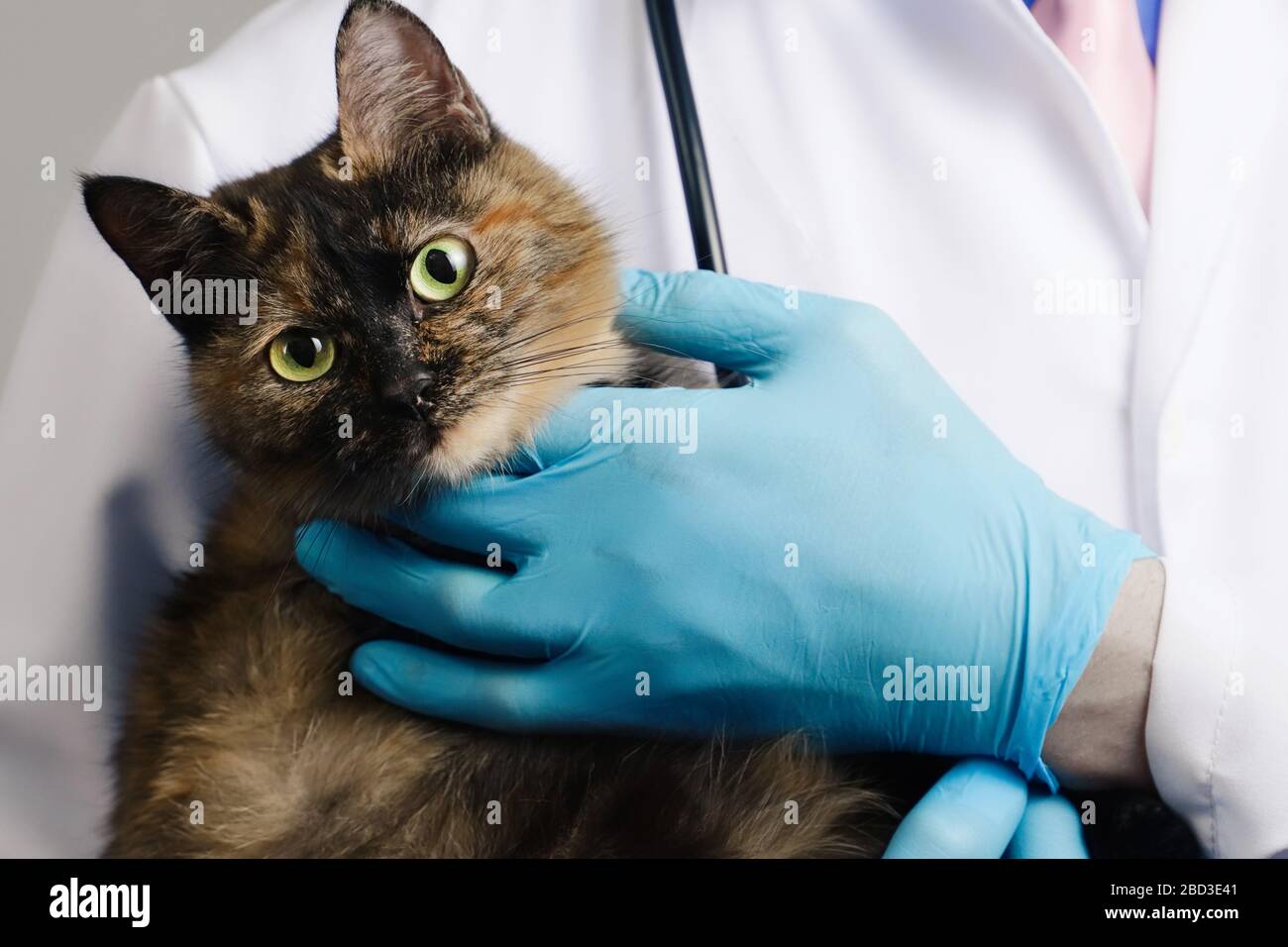 Veterinario in guanti di lattice blu che tiene gatto tricolore in clinica Foto Stock