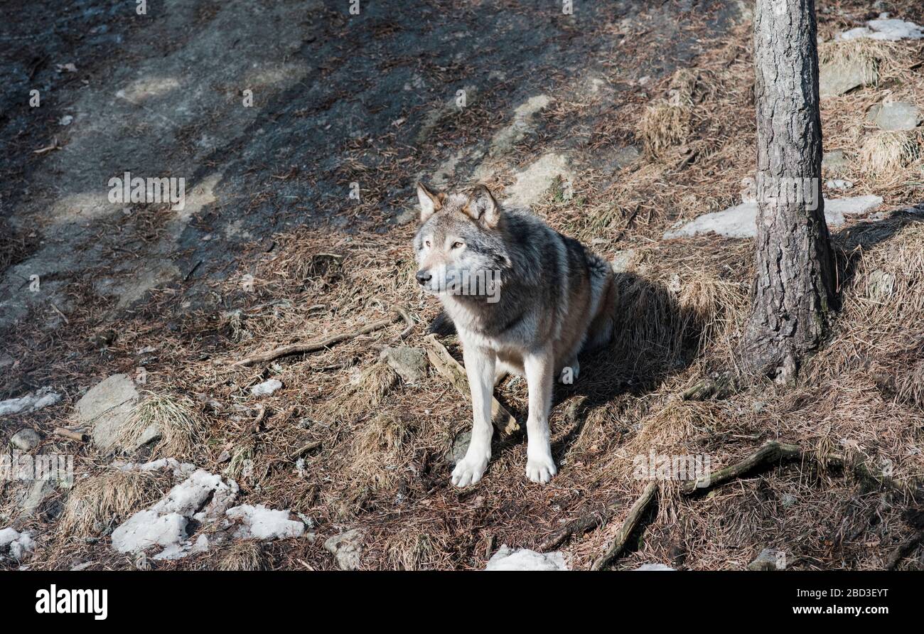 il lupo selvatico sedette su una roccia Foto Stock