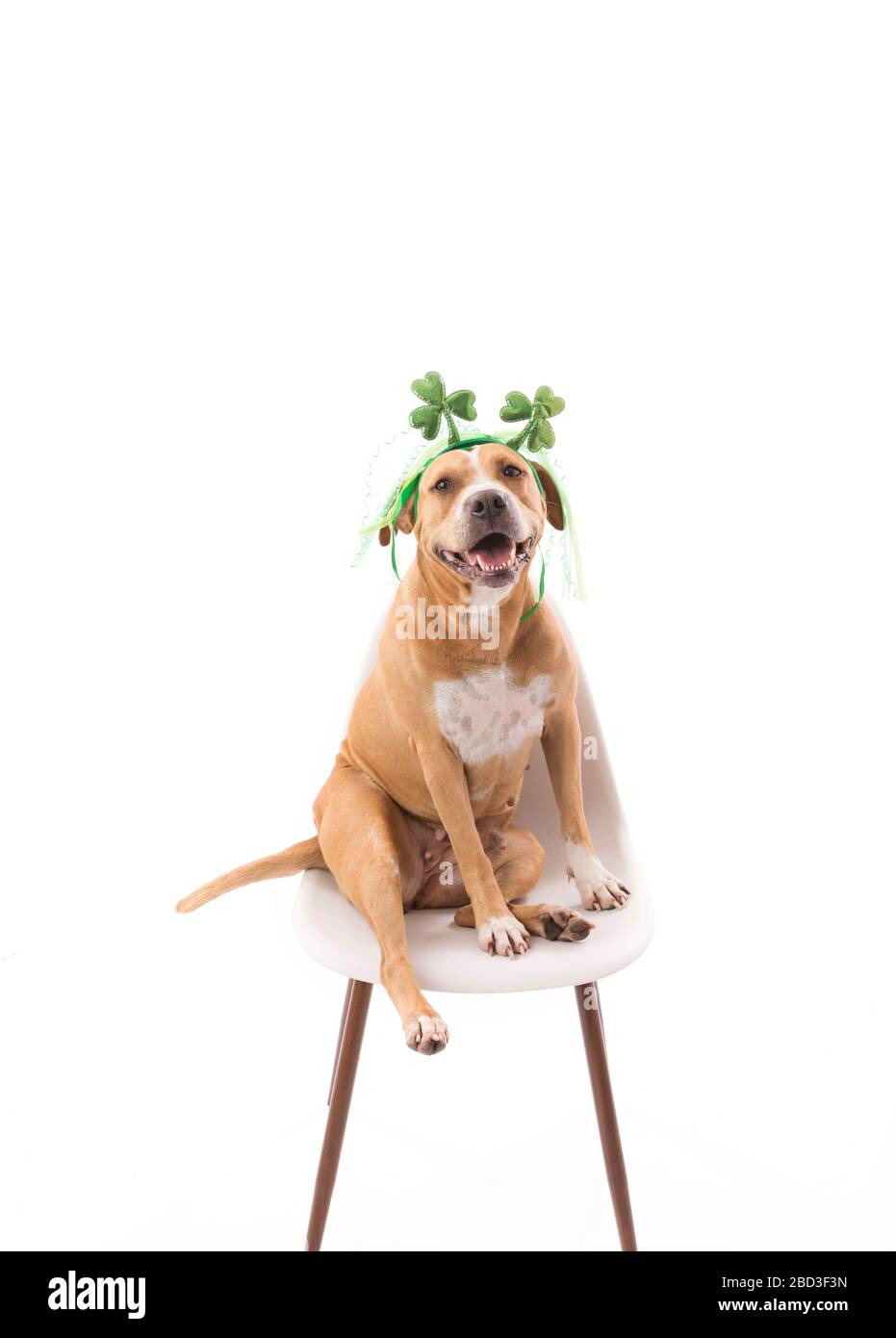 Cane che indossa st. PatrickÂ€™fascia da giorno, seduta, guardando nella fotocamera Foto Stock
