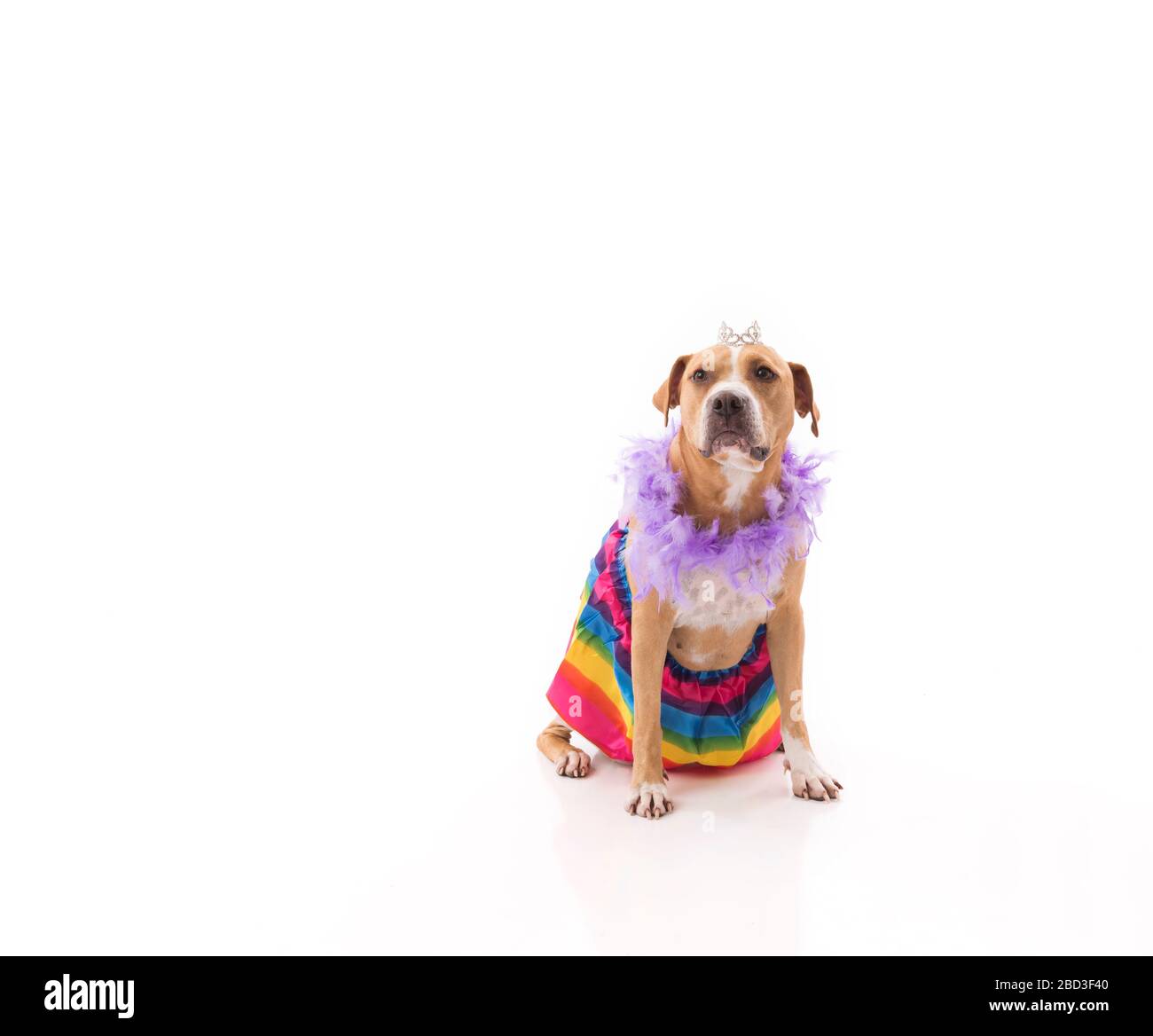 Cane seduto su bianco che indossa arcobaleno tutu piuma boa e corona Foto Stock