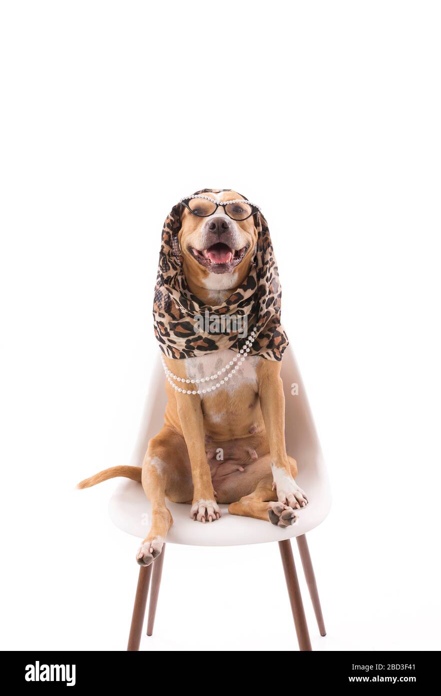 Rosso buca che indossa leopardo sciarpa gatti occhiali perle su bianco Foto Stock