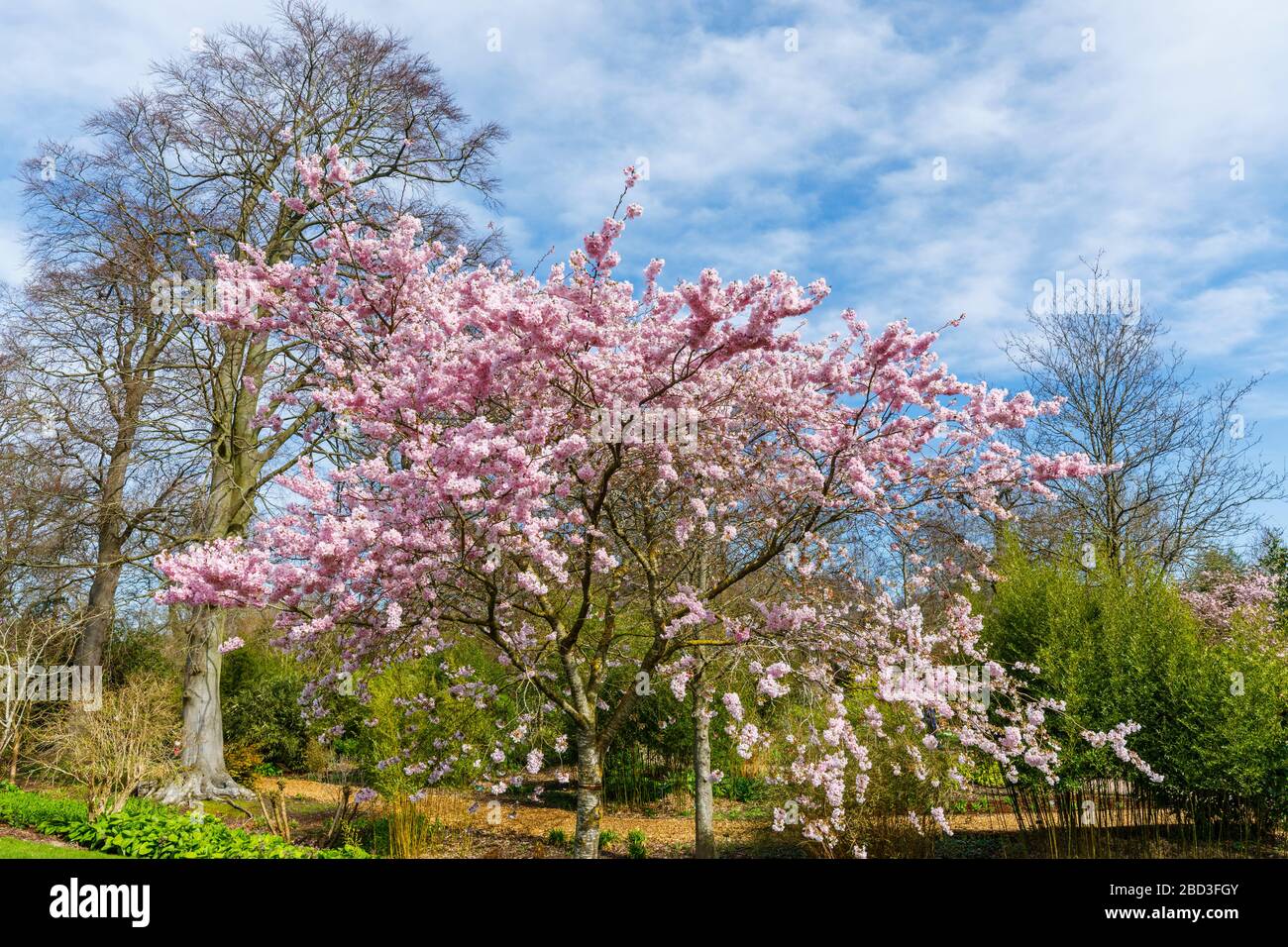 Piccolo albero, grappoli di semi-doppi fiori rosa di Prunus accolade ciliegia fiorita in fiore in primavera in una giornata di sole, RHS Garden, Wisley, Surrey Foto Stock
